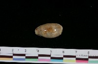 藏品(愛龍寶螺)的圖片